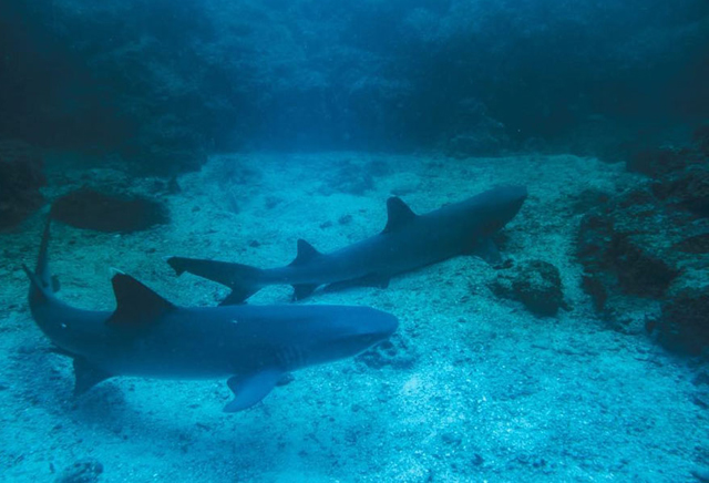 Catalina Islands Diving 