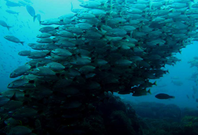 Diving Catalina Islands 